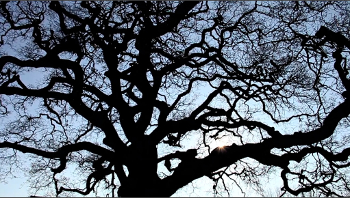 The Majestic Oak